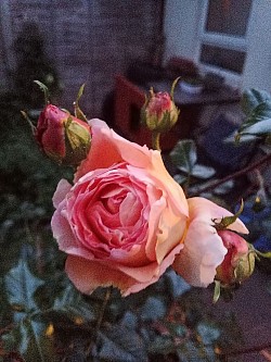 GARDEN ROSE